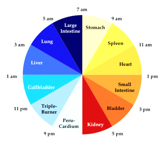 The Cycles of Chi: The Body Clock – Core Balance Movement