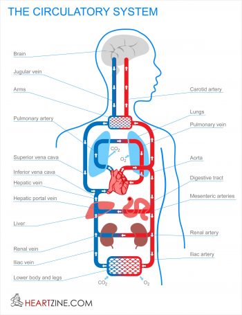 Benefits of Therapeutic Massage – Core Balance Movement